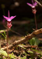 Image of calypso orchid