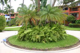 Image of giant swordfern