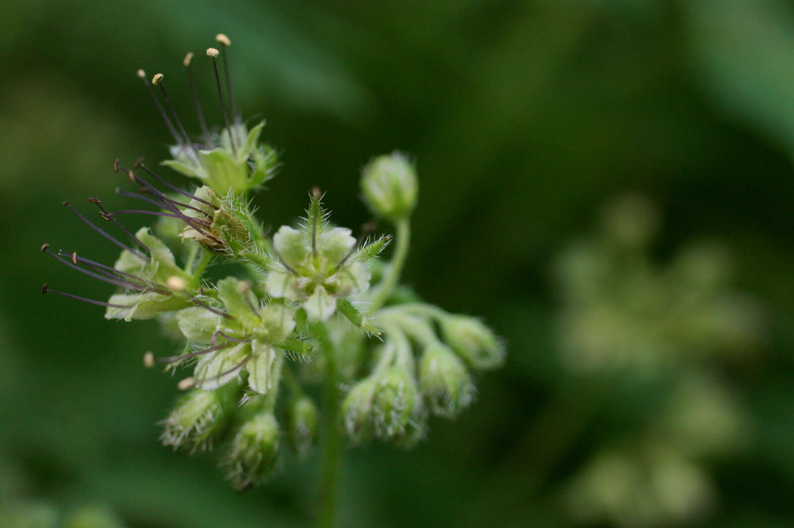 Image of Pacific waterleaf