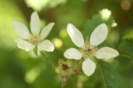 Слика од Rubus ursinus Cham. & Schltdl.