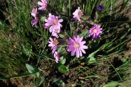 Senecio speciosus Willd. resmi