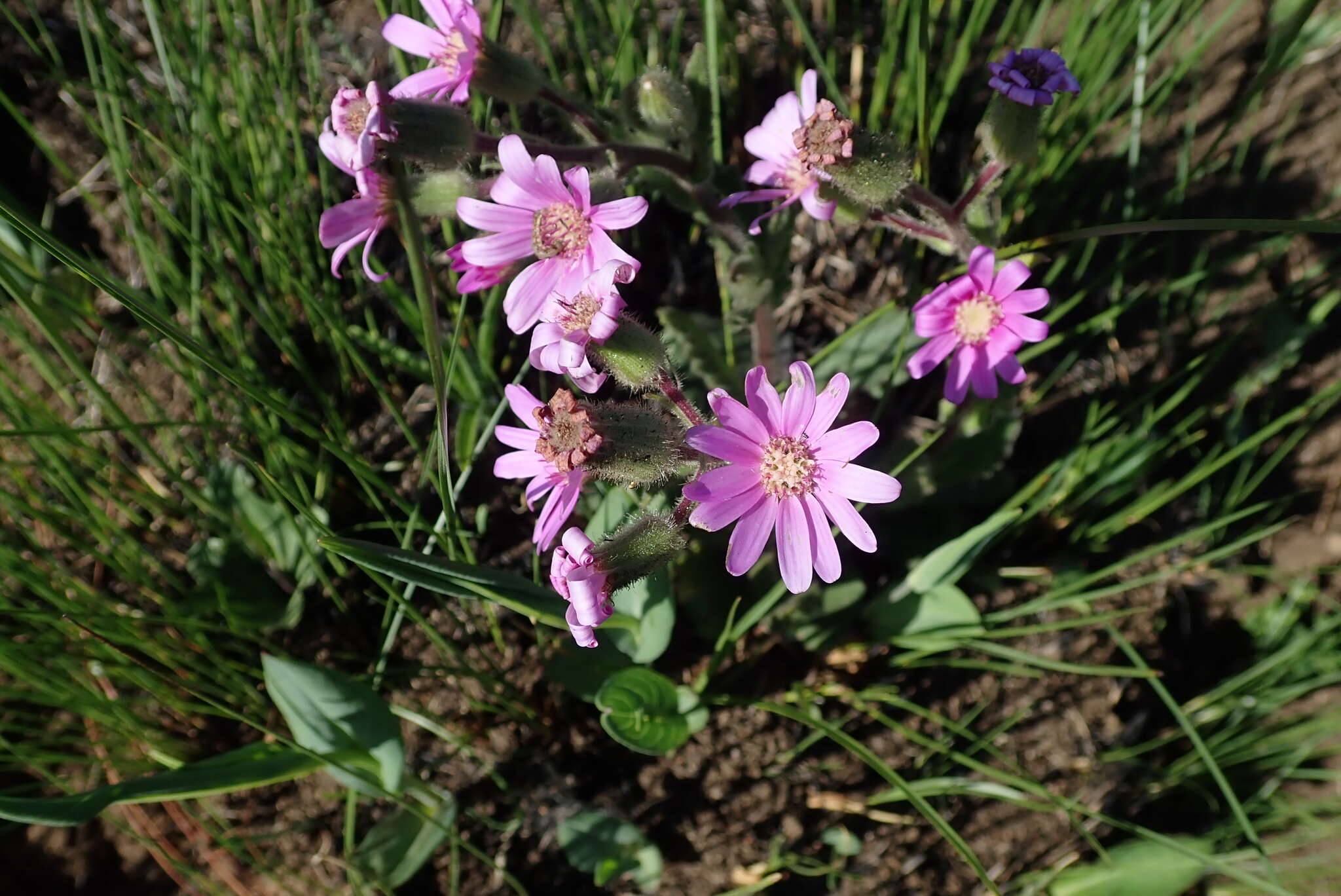 Image of Senecio speciosus Willd.