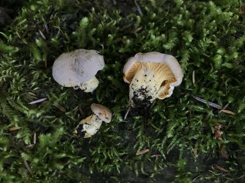 Image of Cantharellus roseocanus (Redhead, Norvell & Danell) Redhead, Norvell & Moncalvo 2012