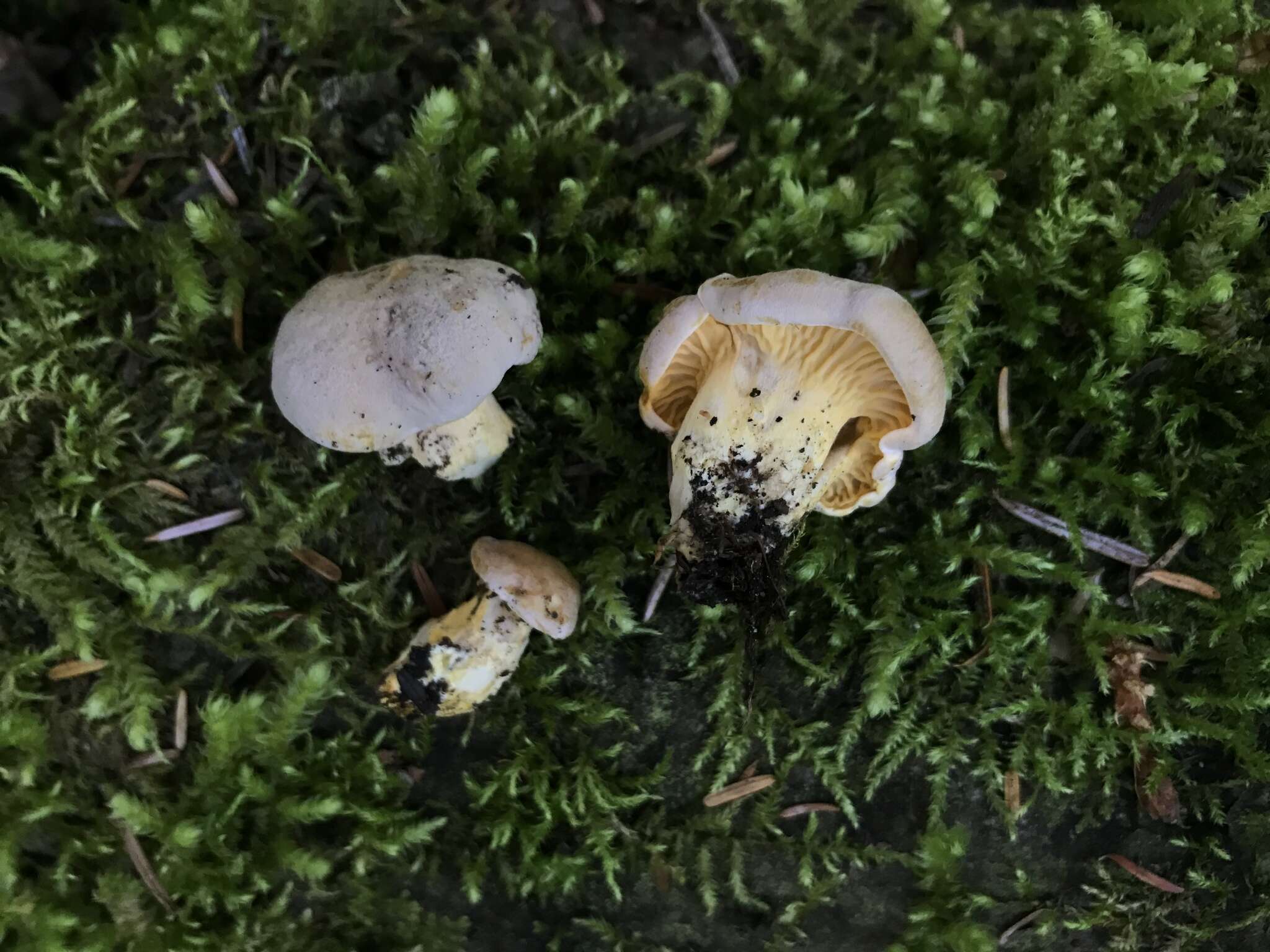 Image de Cantharellus roseocanus (Redhead, Norvell & Danell) Redhead, Norvell & Moncalvo 2012