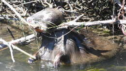 Image of Myocastor coypus coypus (Molina 1782)