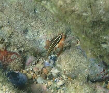 Image of Clown Wrasse