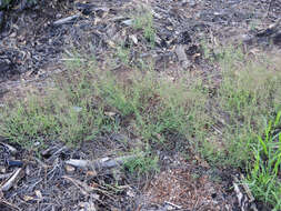 Plancia ëd Muhlenbergia fragilis Swallen