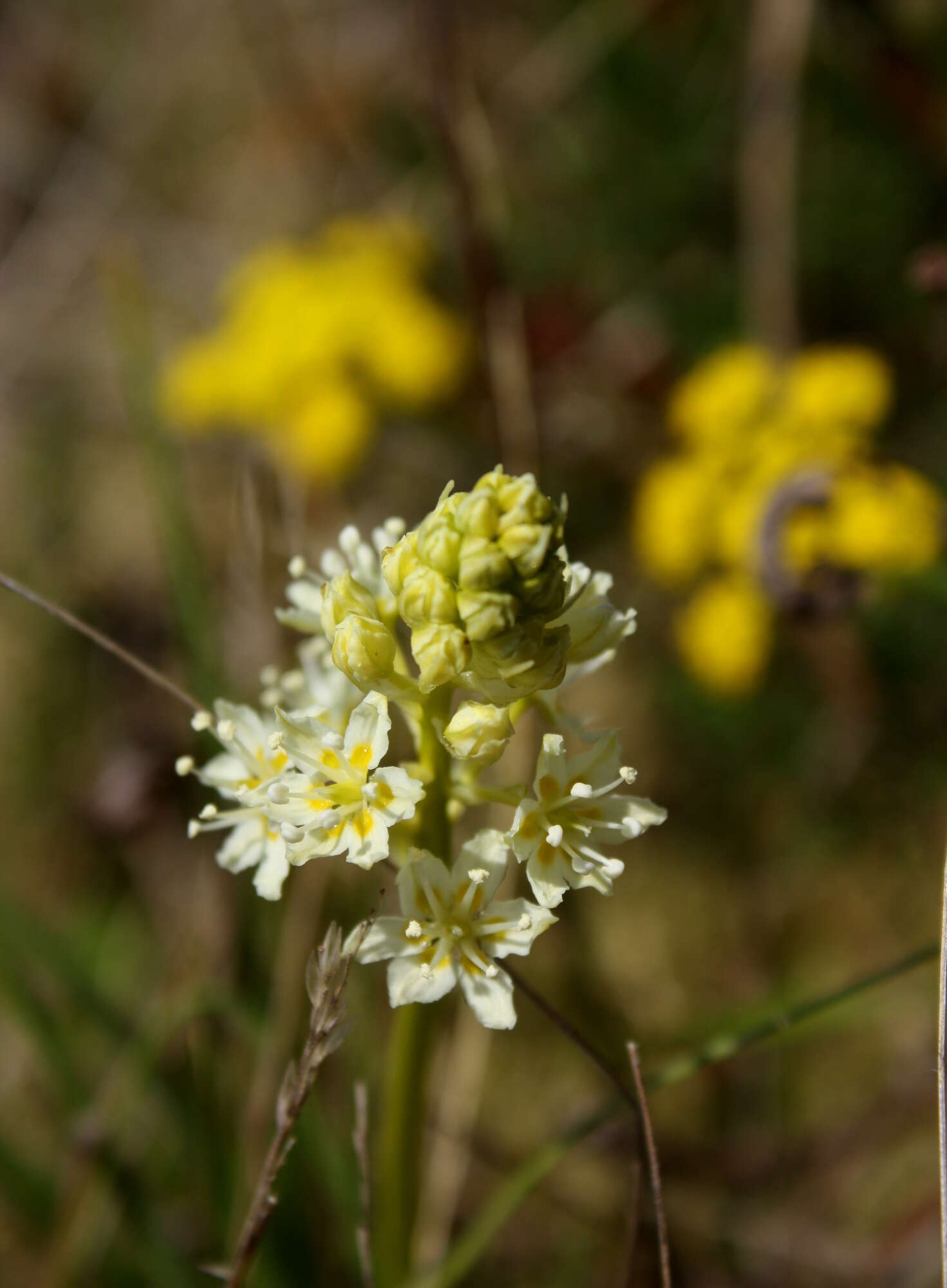 Image of meadow death camas