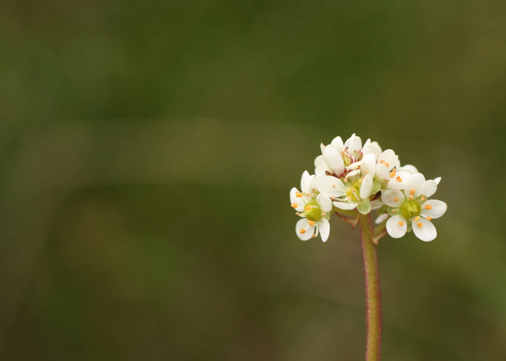 Imagem de Micranthes integrifolia (Hook.) Small