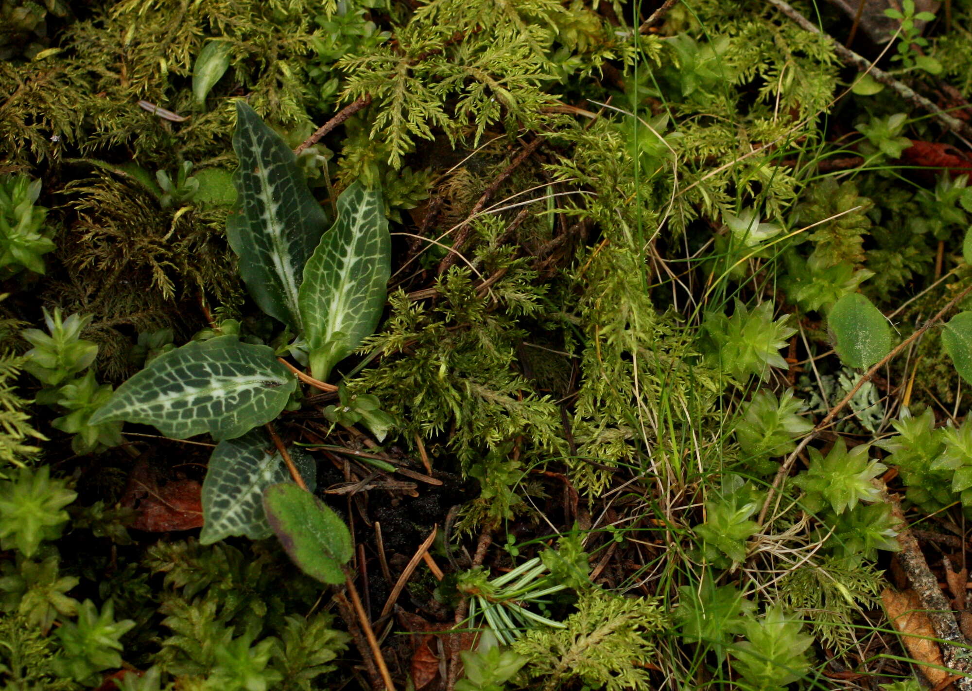 Image de Goodyérie à feuilles oblongues