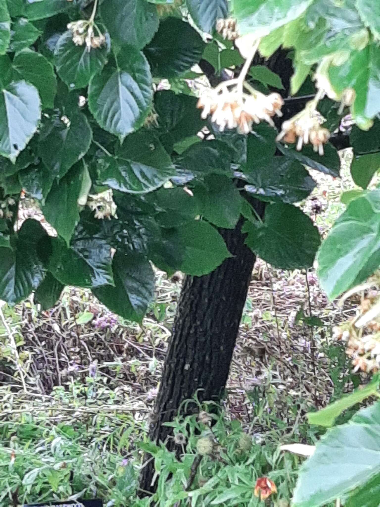 Image of Carolina basswood