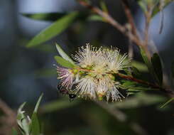 Sivun Callistemon paludosus F. Müll. kuva