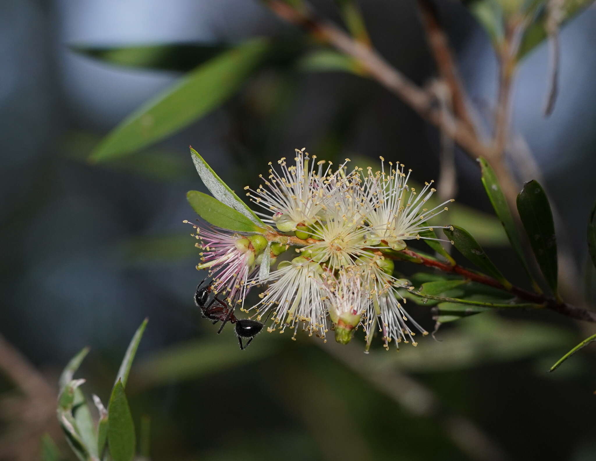 صورة Callistemon paludosus F. Müll.