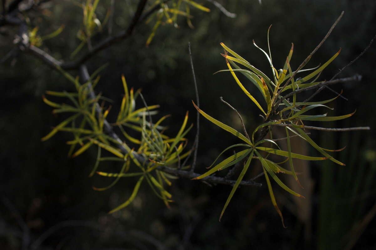 Image of desert willow