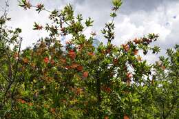 Image de Embothrium coccineum J. R. Forster & G. Forster