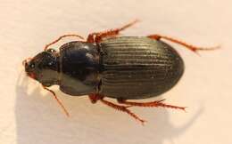 Image of Carabidae