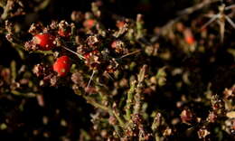 Image de Cylindropuntia leptocaulis (DC.) F. M. Knuth