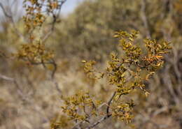 Image de Larrea tridentata (Sesse & Moc. ex DC.) Coult.