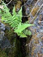 Sivun Dryopteris filix-mas subsp. brittonii Fraser-Jenk. & Widén kuva