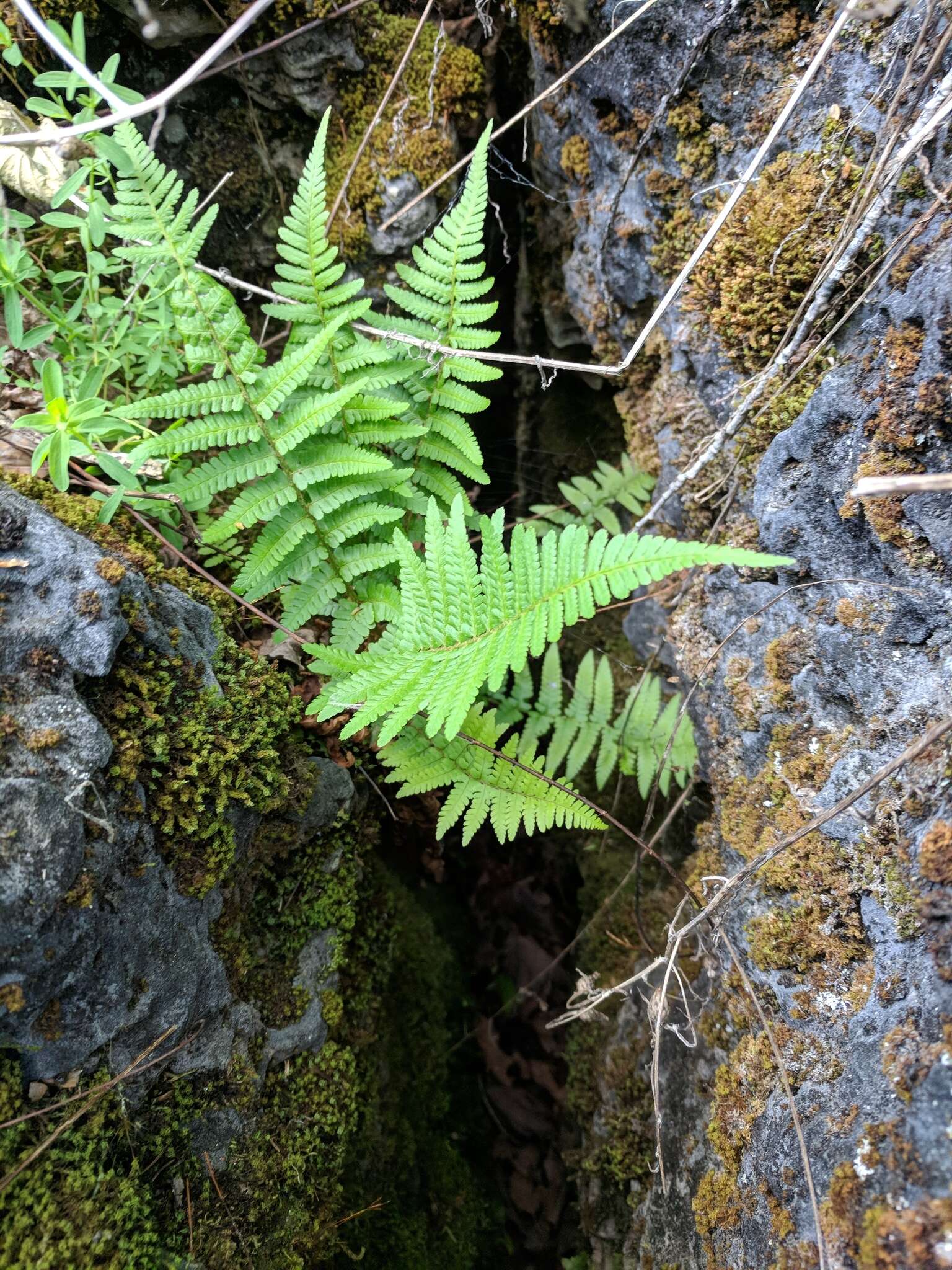 صورة Dryopteris filix-mas subsp. brittonii Fraser-Jenk. & Widén