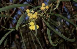 Acacia provincialis A. Camus的圖片