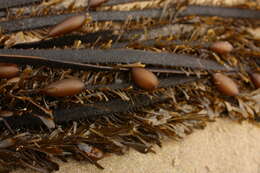 Image of Egregia Areschoug 1876