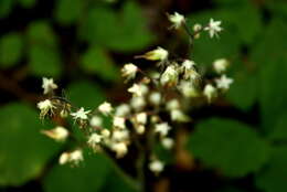 Image of threeleaf foamflower