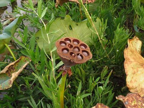 Image of American lotus