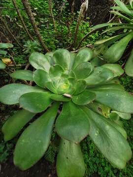 Image of saucer-plant