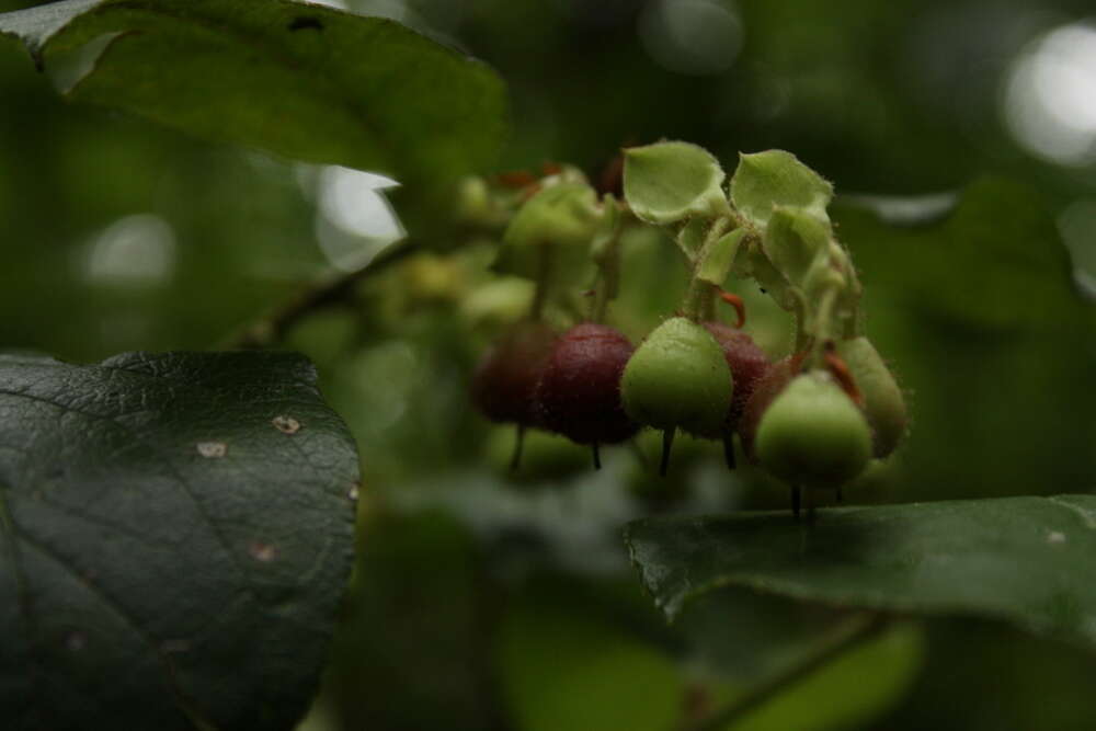 Слика од Gaultheria shallon Pursh