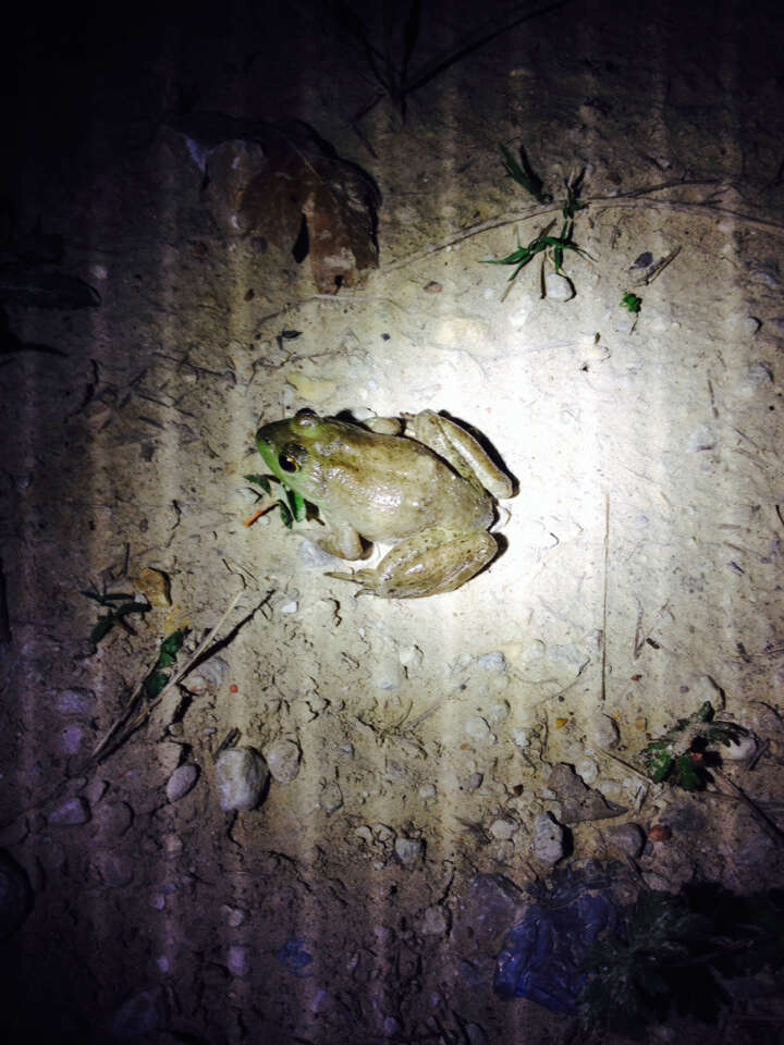 Image of American Bullfrog