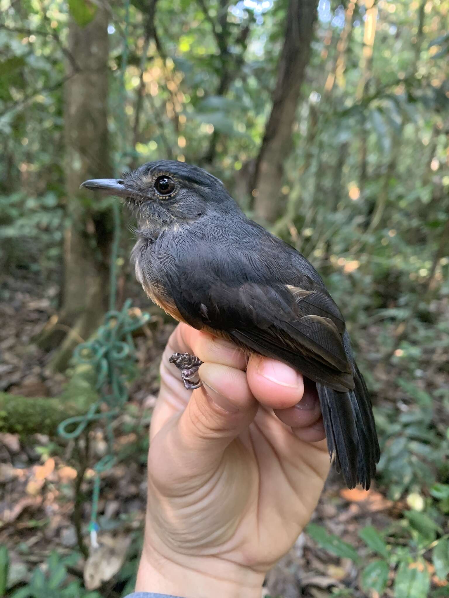 Image of Bluish-slate Antshrike