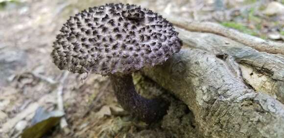 Image de Strobilomyces confusus Singer 1945