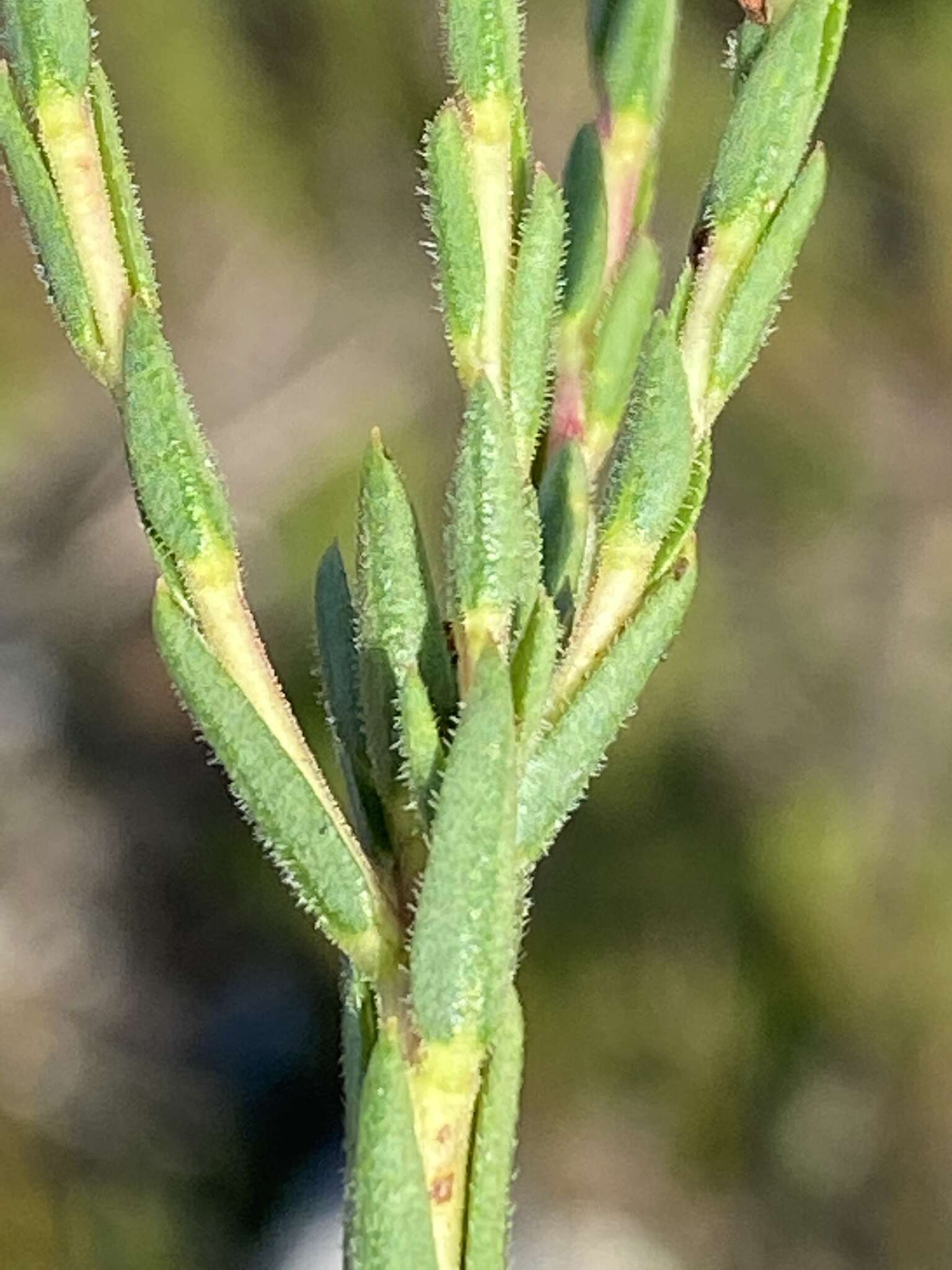 Image of Euchaetis diosmoides (Schltr.) I. J. M. Williams