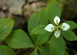 Image of bunchberry dogwood