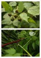 Image de Rubus leucodermis Dougl. ex Hook.