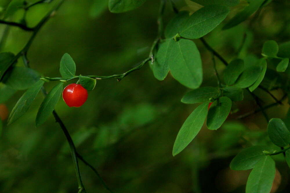 صورة Vaccinium parvifolium Sm.