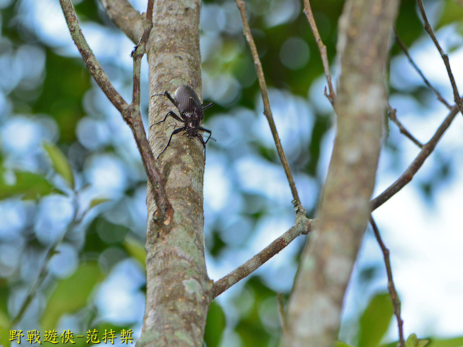 Image of <i>Andocamaria formosana</i>