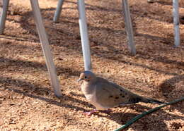 Image of American Mourning Dove