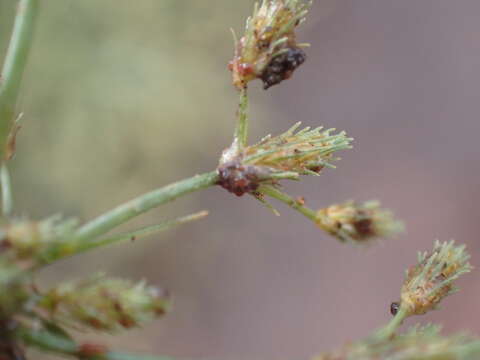 Fimbristylis squarrosa Vahl的圖片