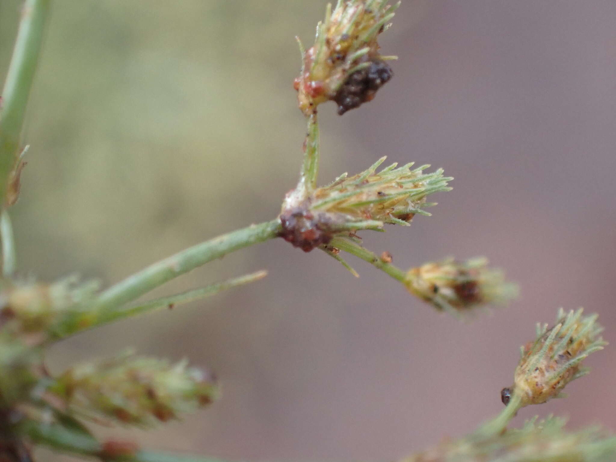 Image of Fimbristylis squarrosa Vahl