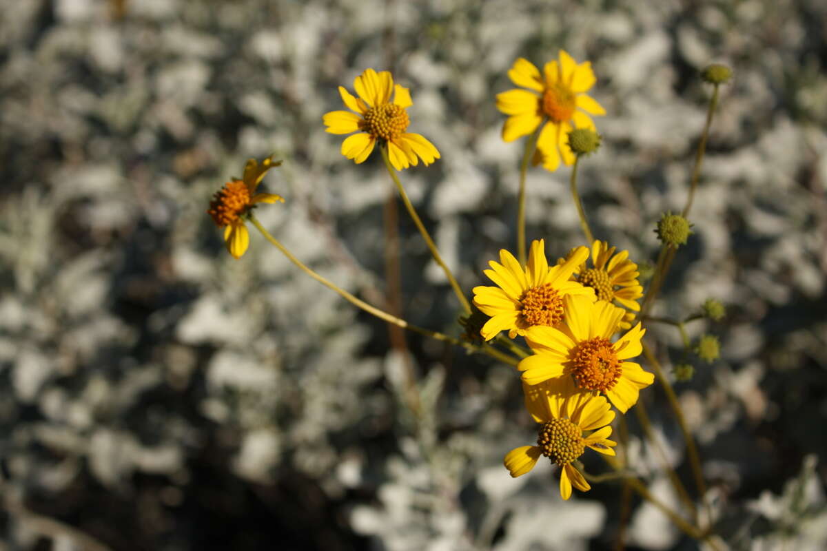 Image of desert marigold