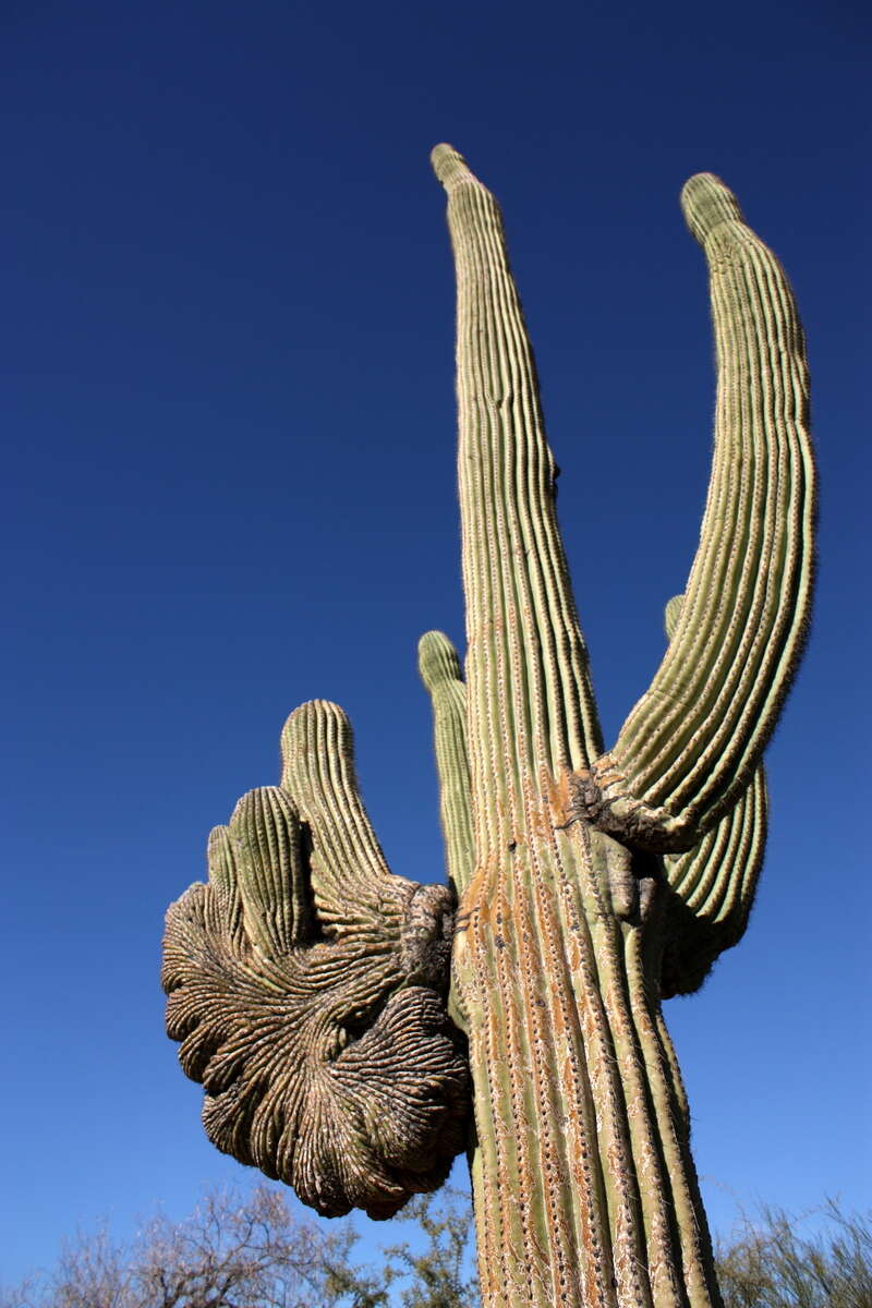 Image of saguaro