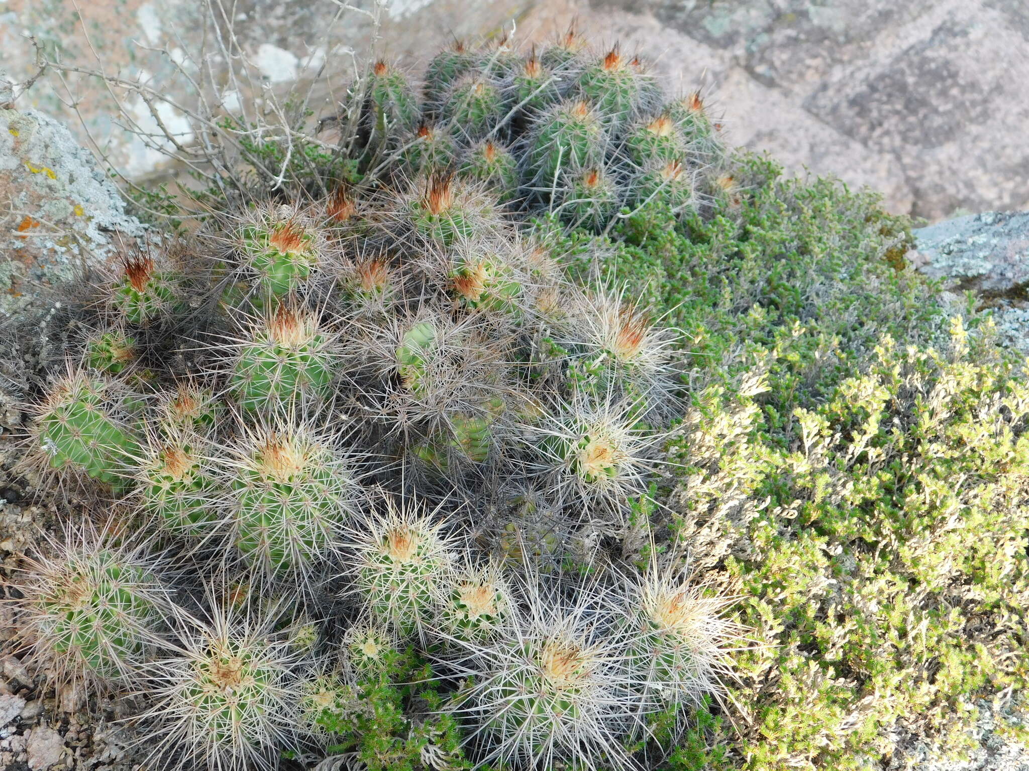 Image de Echinocereus acifer (Otto ex Salm-Dyck) Lem.