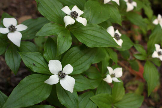 Image of bunchberry dogwood