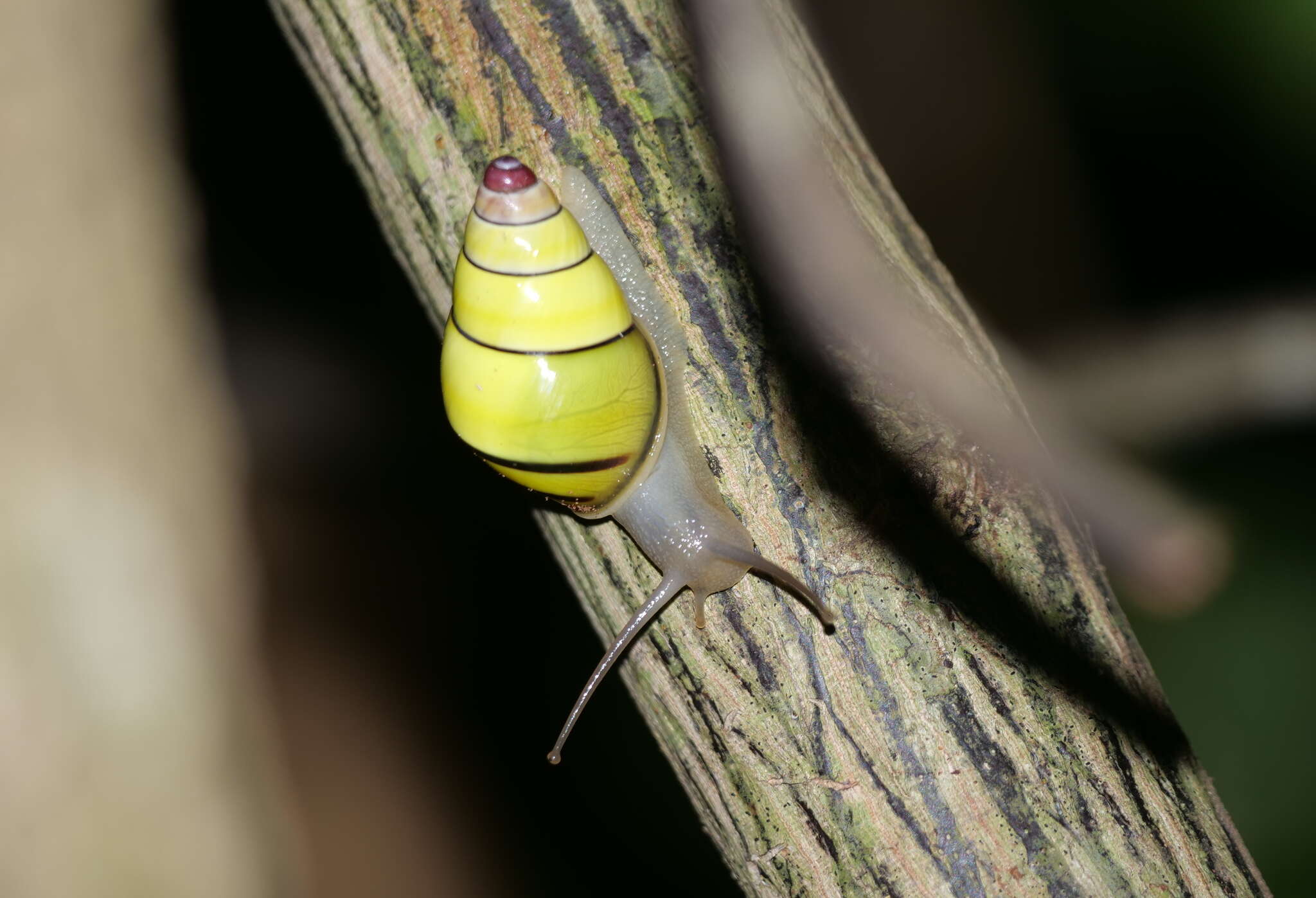 Image de <i>Amphidromus poecilochroa</i> Fulton 1896