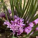 Image of South Idaho onion