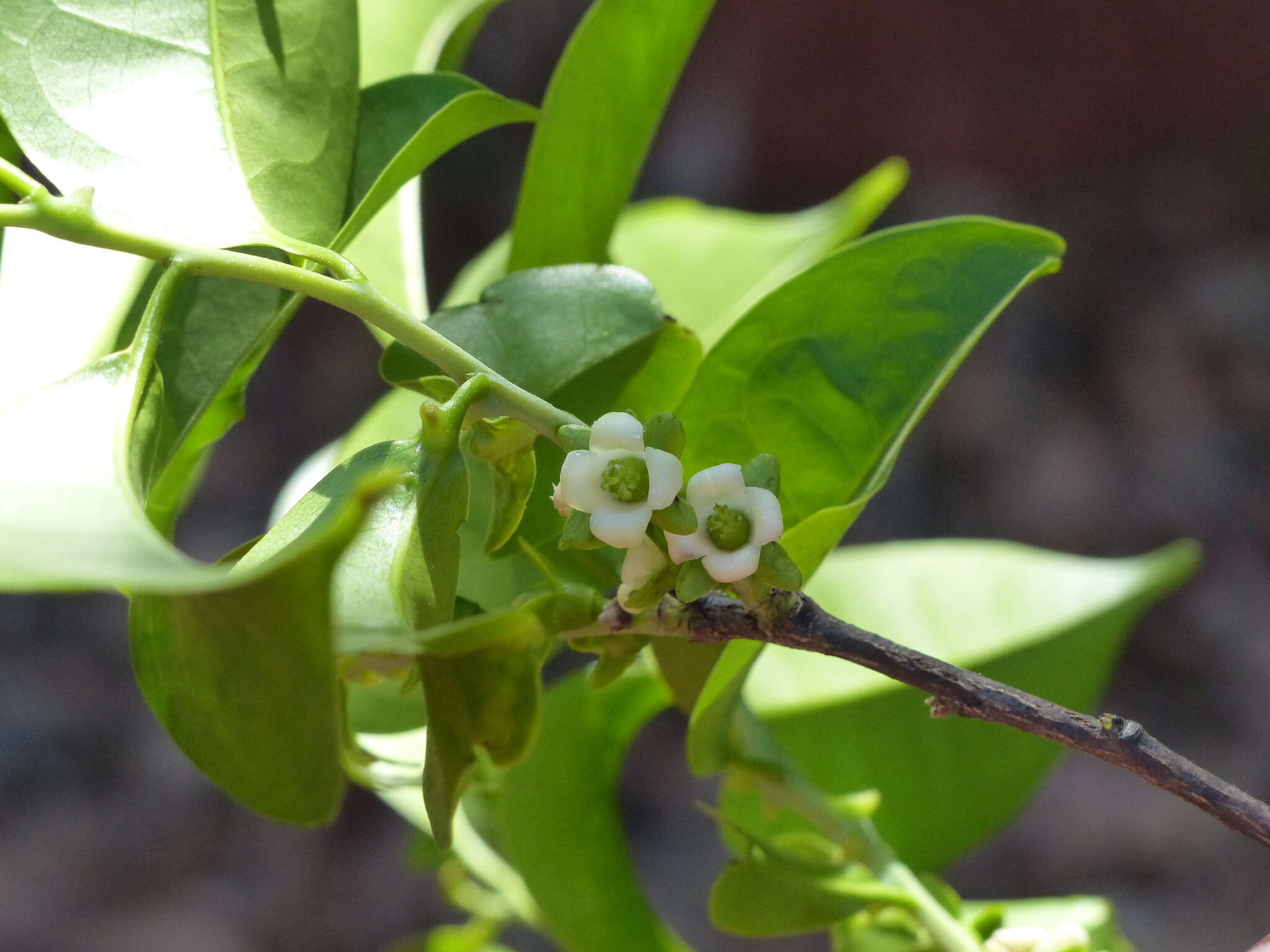 Image de Diospyros sylvatica Roxb.