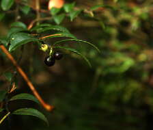 Image of evergreen huckleberry