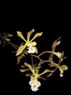 Image de Encyclia alata subsp. virella Dressler & G. E. Pollard